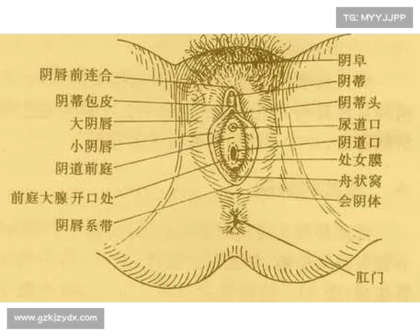 从生理到心理:女人“羞羞”时可以承受多粗的“武器”?揭秘女性性健康的秘密 从生理到心理:女人“羞羞”时可以承受多粗的“武器”?揭秘女性性健康的秘密
